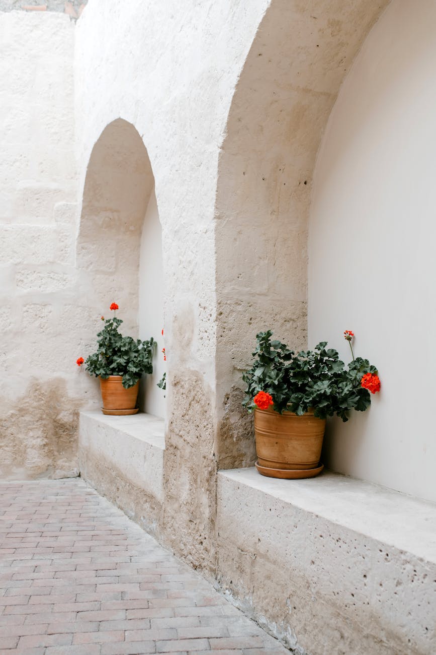 potted flowers placed near shabby wall